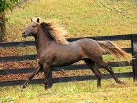 Rocky mountain horse